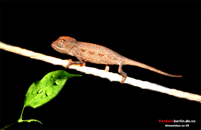 Ch. bitaeniatus cb