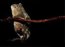 Ri brevicaudatus