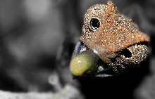 Ri brevicaudatus cb