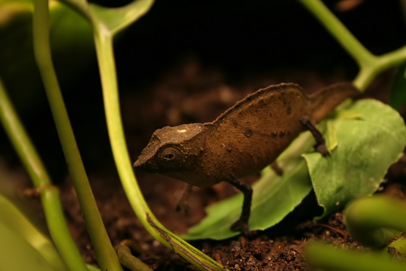 Rhampholeon temporalis male