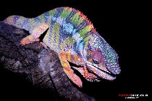 ambilobe male
