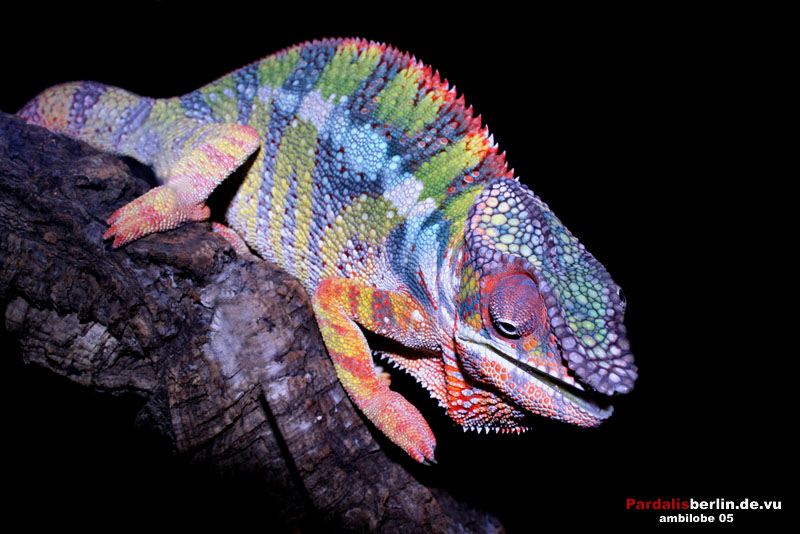 ambilobe male