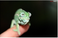Furcifer lateralis lateralis
