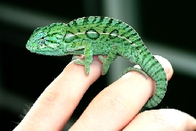 5 month old male