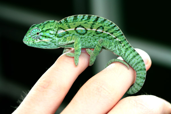5 month old male