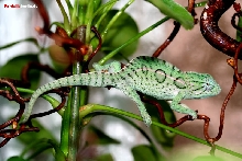 lateralis lateralis