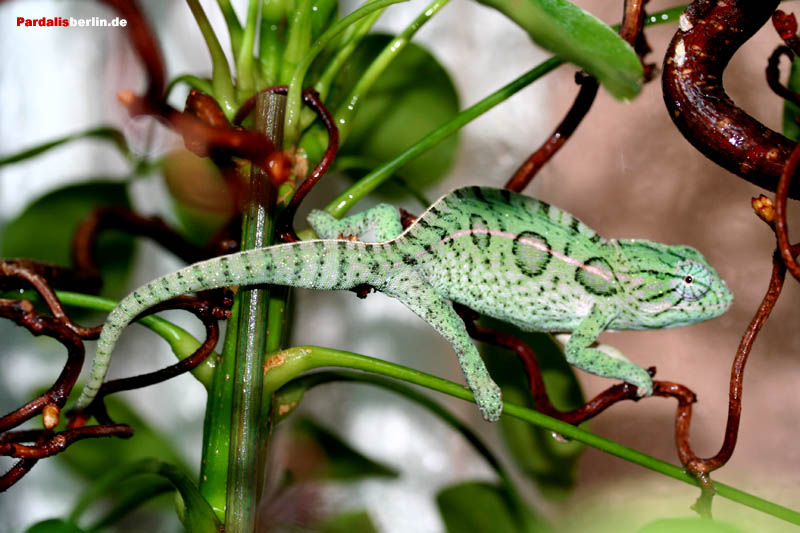 lateralis lateralis