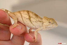 C.parsonii parsonii