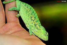 lat lateralis female