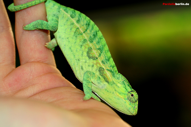 lat lateralis female