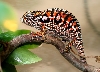 5 month old female