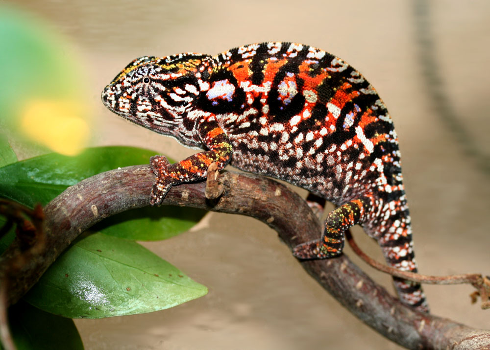 5 month old female