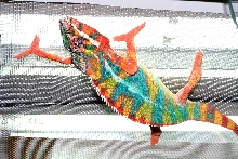 ambilobe male 10 month old