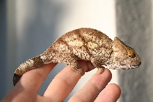 calumma parsonii
