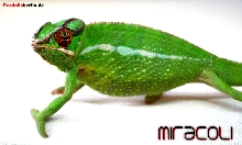 miracoli