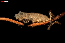 Rhampholeon nchisiensis