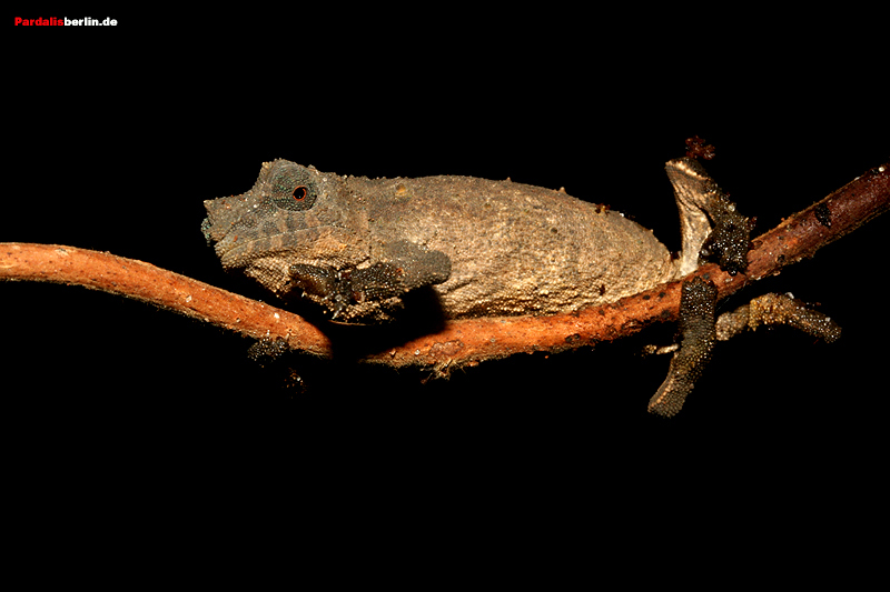 Rhampholeon nchisiensis
