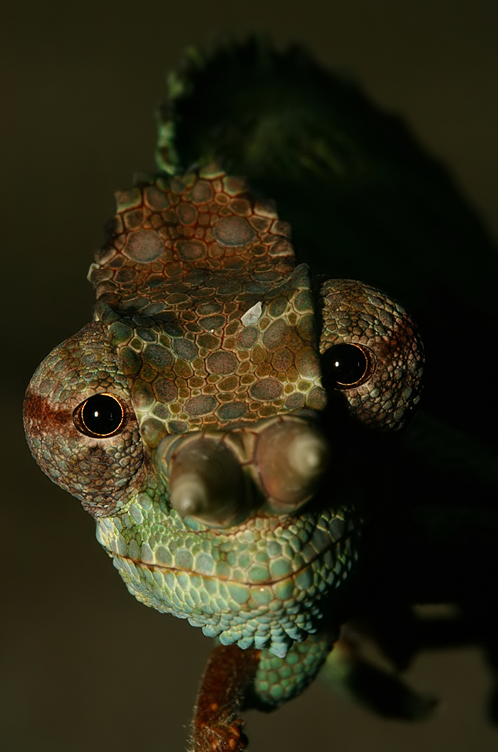 montium