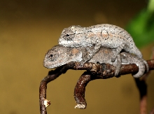 Furcifer lateralis cb´s