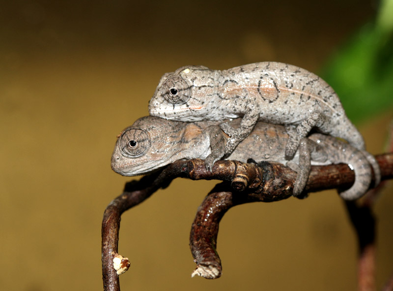 Furcifer lateralis cb´s