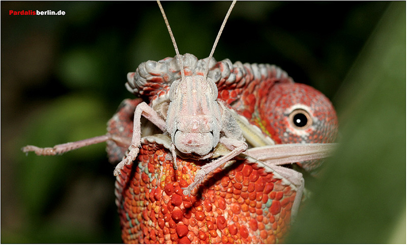 ambilobe male