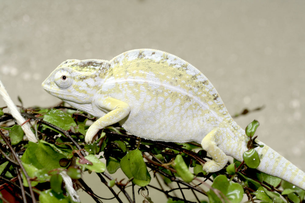 lateralis lateralis male