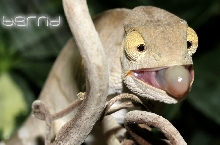 calumma parsonii