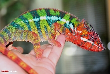 ambilobe