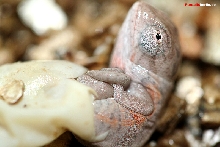 Furcifer lateralis