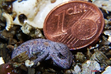 lat lateralis hatchling