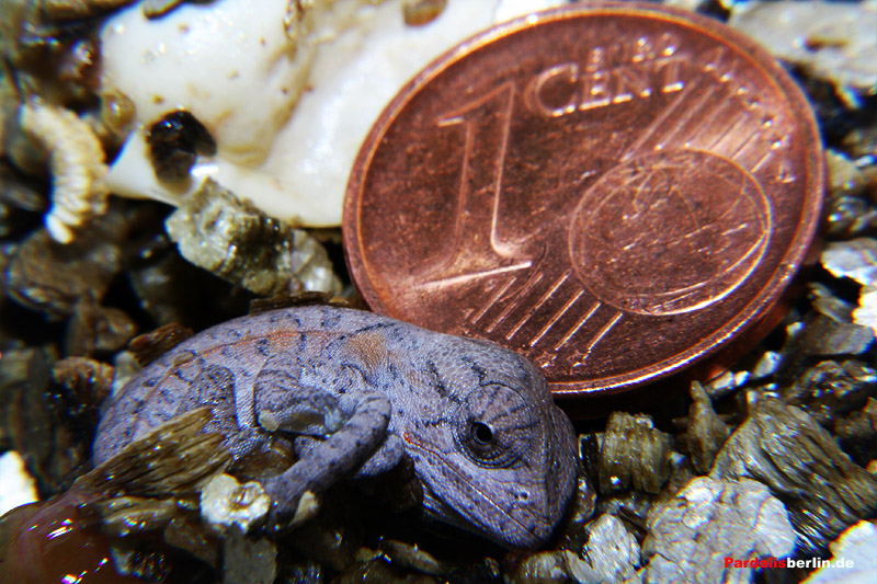 lat lateralis hatchling
