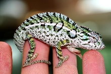 lat lateralis male