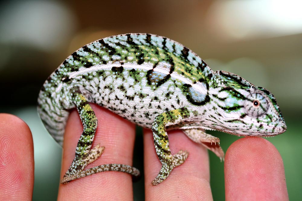 lat lateralis male