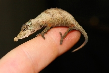 Rhampholeon spinosum