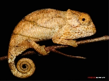 Calumma parsonii parsonii