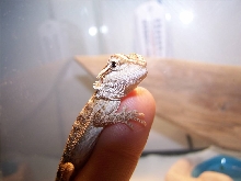 bearded dragon