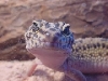 Smiling Rana