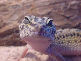 Smiling Rana