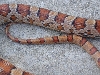 Corn Pattern