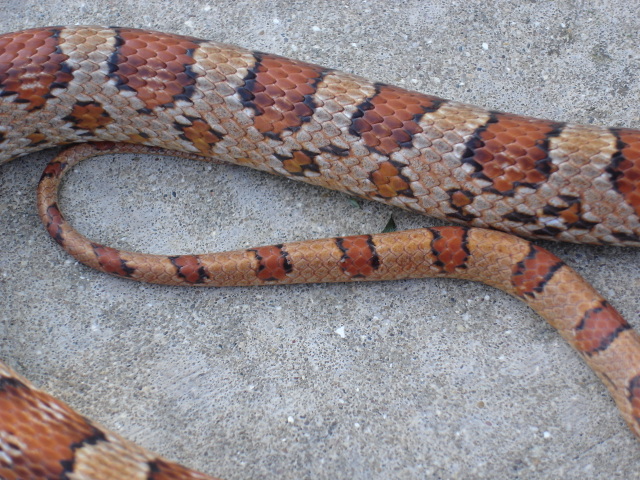 Corn Pattern