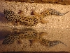 Two Geckos