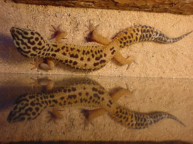 Two Geckos