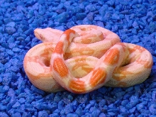 Albino (AB-01)