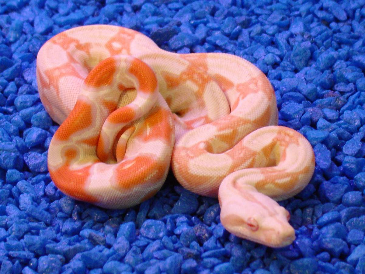 Albino (AB-02)