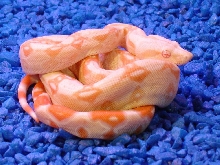 Albino (AB-03)
