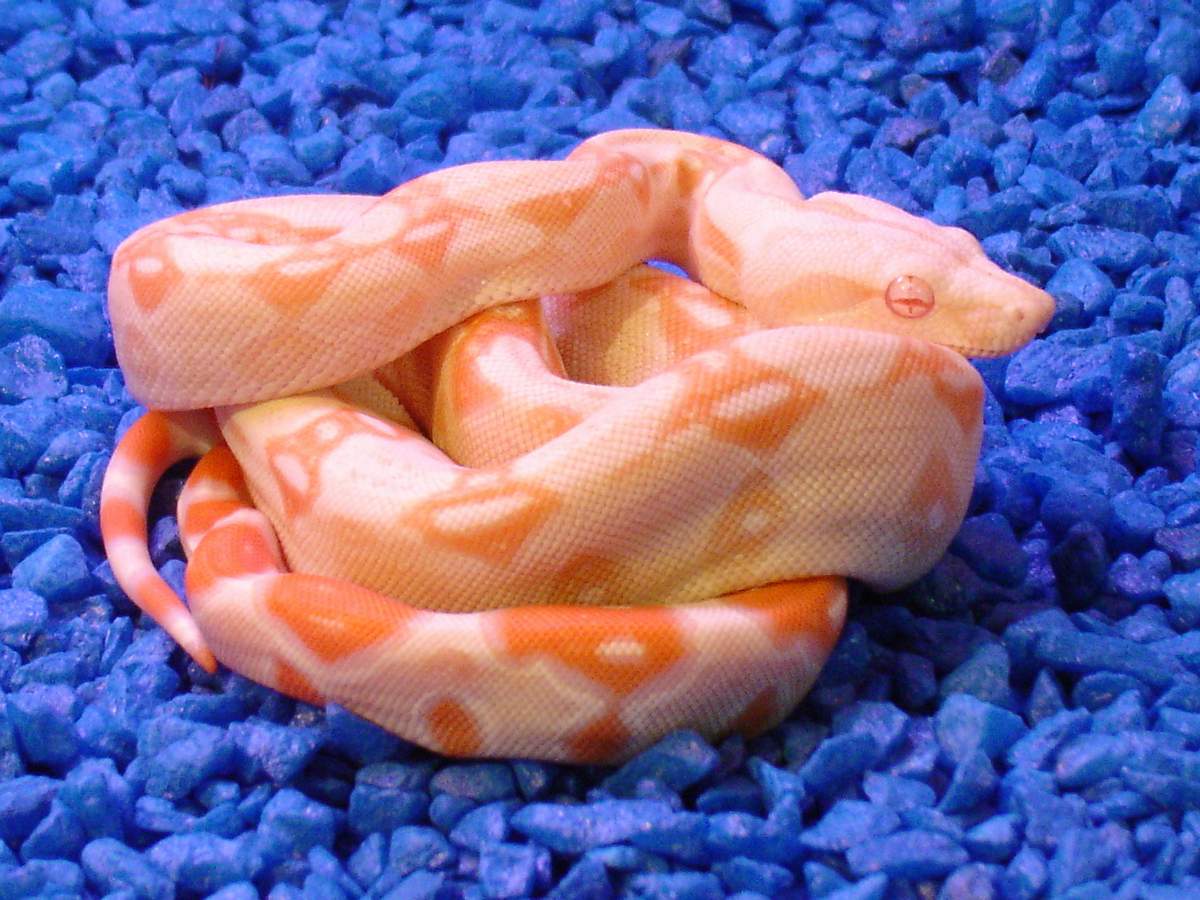 Albino (AB-03)