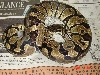 Male Ball