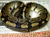 Male Ball