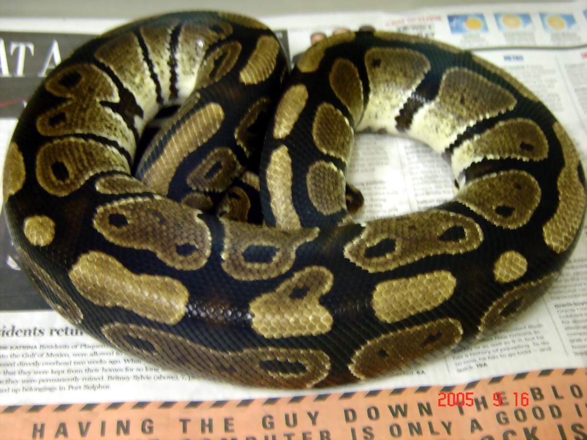 Male Ball