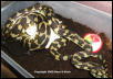 Irian With Eggs